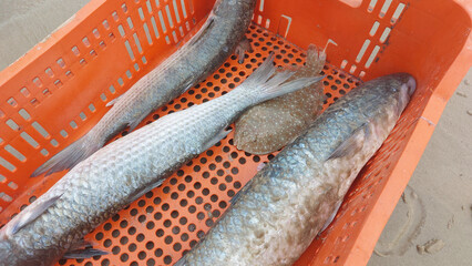 Fresh fish in orange plastic basket on the beach, closeup of photo