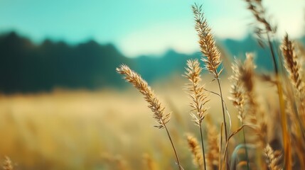 Fototapeta premium tall grass in foreground, blue sky in background