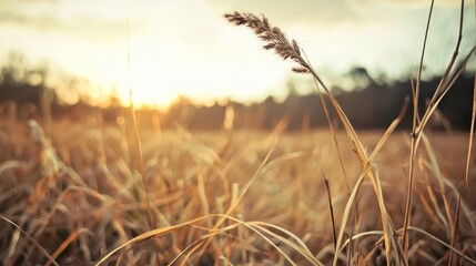 Obraz premium A tight shot of a plant amidst a sea of waving grasses, with the sun sinking in the distance
