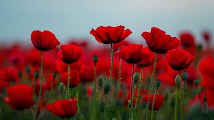 Fototapeta premium A blurred image of a red poppy field in the foreground against a backdrop of a clear blue sky