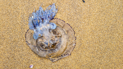 A blue sea jellyfish lies cap down on yellow sand on a beach on the Black Sea in Odessa, Ukraine