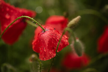 Red poppy flowers close-up. Beautiful red flowers with black middle. Large poppy flowers.