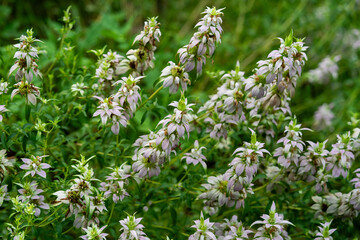 A thick cluster of the flower spikes of Monarda punctata, dotted horsemint. Lavender speckled flowers, bracts, and green foliage. Native to Eastern United States.