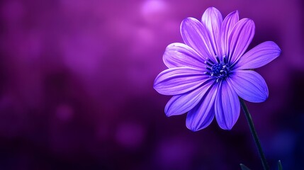  A tight shot of a purple bloom against a dark backdrop, featuring a vague, illuminated area behind, blurred