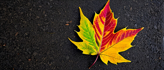 High-resolution photograph of a leaf with vibrant autumn colors ideal.