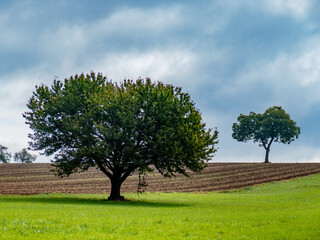 Einzeln stehender Obstbaum im Feld