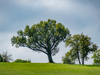 Obraz premium Einzeln stehender Obstbaum im Feld