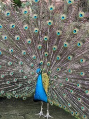 Obraz premium Close-up of beautiful peacock with feathers