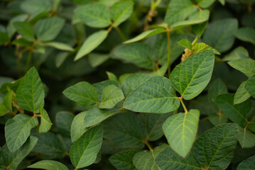 Soybean leaves close-up. Photo of soybeans close-up. Soy leaves and flowers.