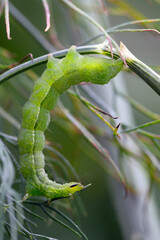 A caterpillar that feeds on vegetables and herbs in the garden. Plant pest.