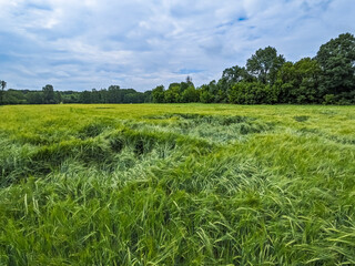 Landscape with green wheat after strong wind and stormy sky. Field with green ears of wheat