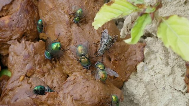 Flies gathering on fresh human feces