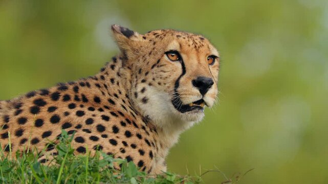Angry cheetah (Acinonyx jubatus), big African cat showing teeth