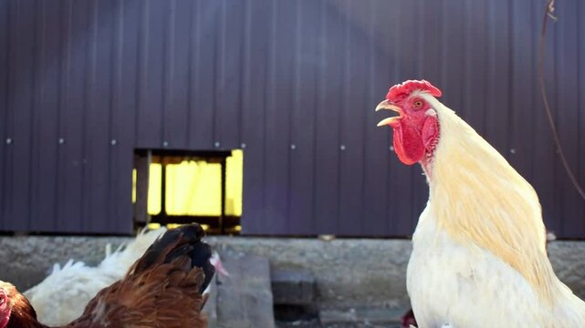 White rooster crowing loudly in a chicken coop, flock hens pecks around in the barnyard on an early sunny morning. Chicken breeding. Poultry farming, livestock, rural scene.