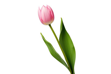 A close-up view of fresh pink tulips isolated on white background © Oratai