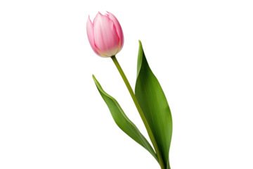 A close-up view of fresh pink tulips isolated on white background