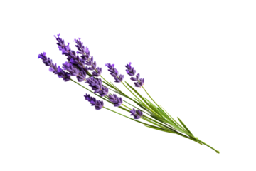 A single lavender flower in full bloom with delicate purple petals and a slender green stem, isolated on a white background