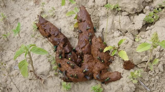 Flies gathering on fresh human feces