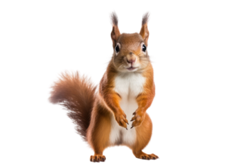 A red squirrel standing on its hind legs with its tail curled around its body,, isolated on white background