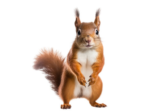 A red squirrel standing on its hind legs with its tail curled around its body,, isolated on white background