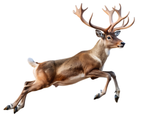 Leaping Reindeer, Isolated on White Transparent Background, PNG Element. Santa Claus's flying reindeer