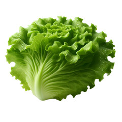 fresh green lettuce
