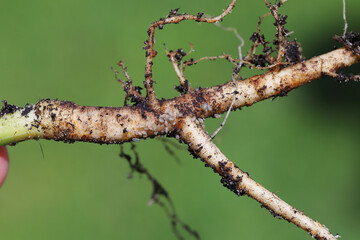 A colony of aphids on dill root in the garden. Aphids living in the soil on the roots of plants.