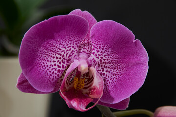 dark pink phalaenopsis orchid flower