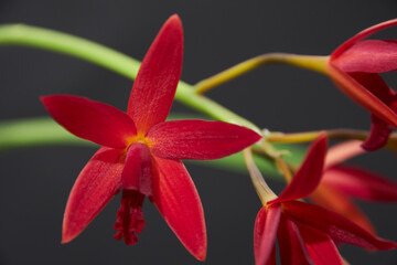 red orchid of the species laeliocattleya