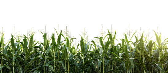 Png green corn field isolated.