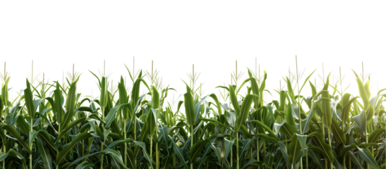 Png green corn field isolated.
