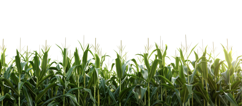 Png green corn field isolated.