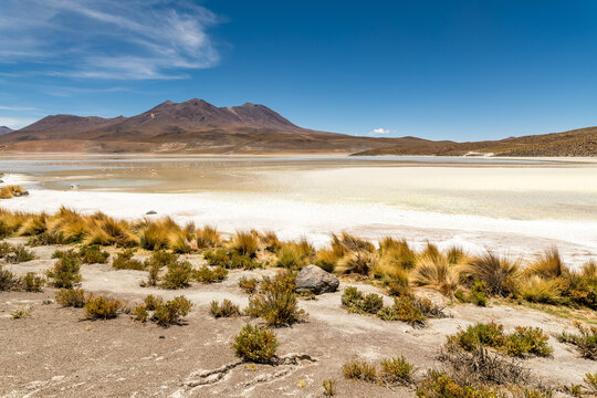 Wild fauna in the red lagoon in the bolivian altiplano - Powered by Adobe