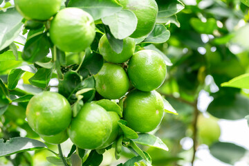 Green lemons is citrus  fruits on a branch with nature background. Green Lemons tree in the garden with daylight. Fresh green lime fruit hanging from branch.