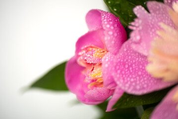 Pink peony with water drops close-up