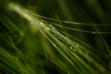 Grass with dewdrops or raindrops. Dark green grass and spikelets regimented with water droplets