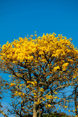 The symbol tree of Brazil, the yellow ipê (Handroanthus albus), blooms in September