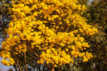 The symbol tree of Brazil, the yellow ipê (Handroanthus albus), blooms in September