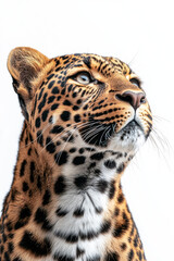 Obraz premium Leopard Portrait, Proud leopard gazing away from the camera, showcasing its beauty against a clean white background, ideal for wildlife photography