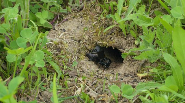 Field cricket (Gryllus campestris) sound, insect stridulating at the burrow