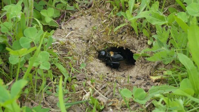 Field cricket (Gryllus campestris) sound, insect stridulating at the burrow