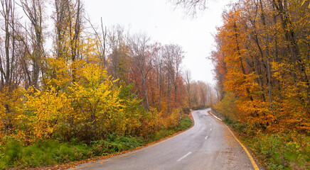 Obraz premium Asphalt road in the autumn forest.