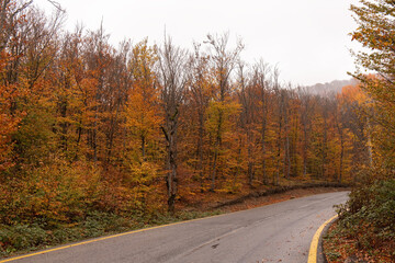 Asphalt road in the autumn forest.