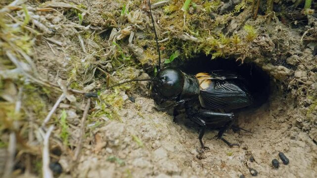 Field cricket (Gryllus campestris) sound, insect stridulating at the burrow