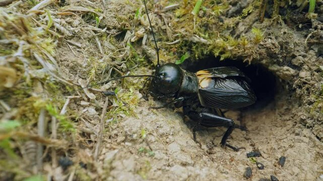 Field cricket (Gryllus campestris) sound, insect stridulating at the burrow