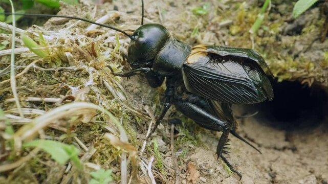 Field cricket (Gryllus campestris) sound, insect stridulating at the burrow