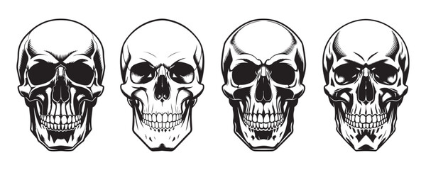 Set of human skull illustrations on a white background. Anatomical Skulls Vector Set.