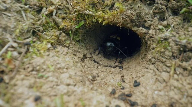 Field cricket (Gryllus campestris) sound, insect stridulating at the burrow