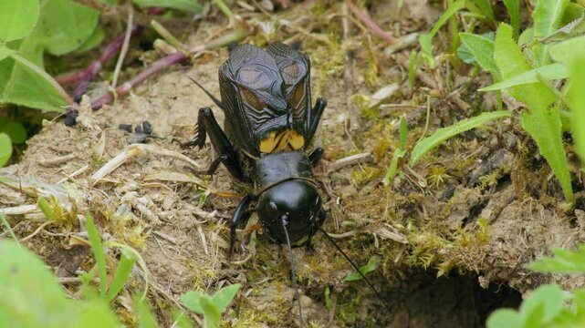 Field cricket (Gryllus campestris) sound, insect stridulating at the burrow