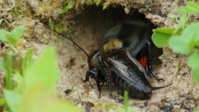 Field cricket (Gryllus campestris) sound, insect stridulating at the burrow